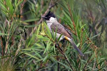 Delapan Teknik Melatih Kutilang Gaya Garuda Untuk Pemula