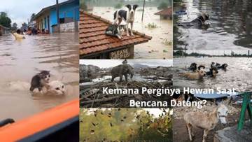 Kemana Perginya Hewan Saat Bencana Datang?