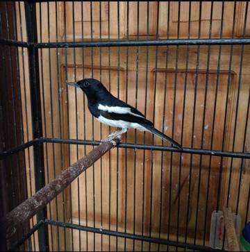 Inilah Langkah Tepat Melatih Kacer di Usia Ideal