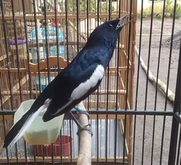 Inilah Nama Kacer yang Mencetak Sejarah Transaksi Termahal