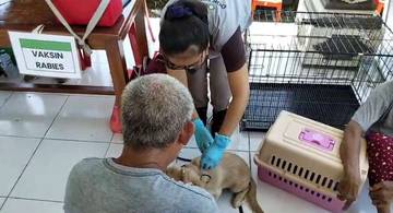 Vaksinasi Sterilisasi Digencarkan Pasca Kasus Rabies di Jembrana