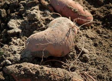 Kenali Perbedaan Tanaman Ube dan Ubi Ungu