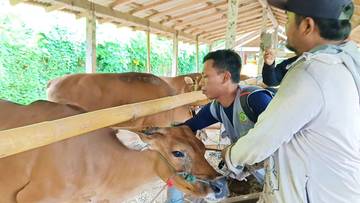 Cegah Penularan, Ratusan Ternak Sapi Divaksin Massal  