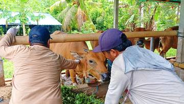 Wabah LSD Jembrana: Sapi Batal Dijual, Harga Anjlok
