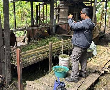 Pemkot Denpasar Batasi Lalu Lintas Ternak  Sapi
