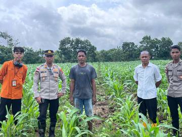 Dukung Ketahanan Pangan, Polres Nagekeo Monitoring Pertumbuhan Jagung 