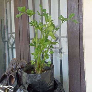 Fakta Unik Daun Seledri Untuk Kesehatan