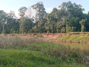 Cara Sederhana Merawat Hutan Tepi Sungai