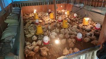 Panen Ayam Broiler Perdana Perkuat Ketahanan Pangan Fakfak