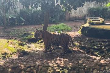 Pramono Bantah Petugas Ragunan Bawa Pulang Pakan Harimau