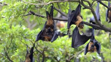 Epidemiolog Ingatkan Waspada Virus Nipah Tidak Menular Udara