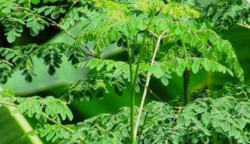 Ini Manfaat dan Khasiat Daun Kelor