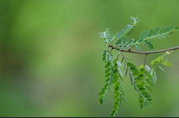 Daun Kelor, si Hijau dengan Manfaat Tersembunyi