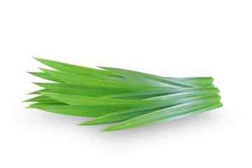 Daun Pandan: Si Hijau Wangi Kaya Manfaat