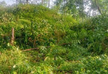 Berantai, Belasan Ribu Pohon Kopi Kembali Dirusak 