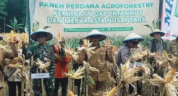 Panen Perdana Jagung Agroforestri Mekar Asta Nusantara Jember