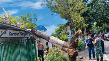 Angin Kencang, Pohon Tumbang Timpa Rumah dan Toko