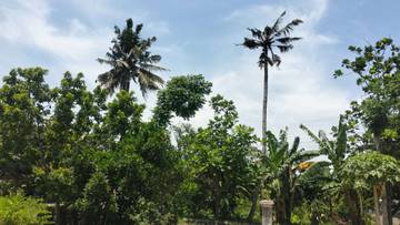 BPBD Lumajang Minta Masyarakat Waspada Terhadap Angin Kencang