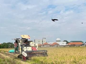 ​Musim Panen 2026, Bulog Beli Gabah Sesuai HPP