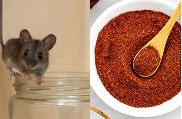 Aroma-Aroma Ini Dijamin Membuat Tikus Pergi Selamanya