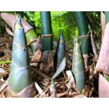 Konsumsi Rebung dan Manfaatnya bagi Kesehatan