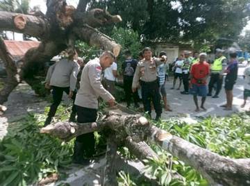 Polres Kupang Turun Tangan Atasi Pohon Tumbang