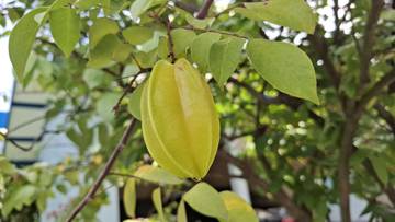 Manfaat Belimbing Dukung Kulit Kencang dan Awet Muda