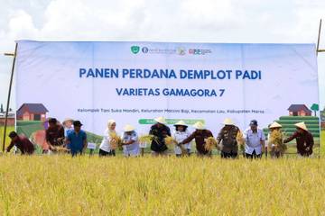 BI Sulsel Panen Perdana, Upaya Perkuat Ketahanan Pangan