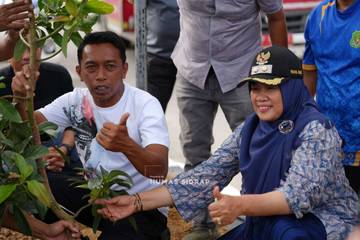 Ratusan Pohon Alpukat Hijaukan Jalan SKPD Sidrap