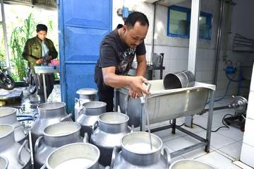 Produksi Susu KUD Sembada Capai 30 Ton Sehari