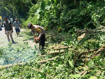 Pohon Roboh di Pakisaji Malang Dievakuasi Polisi