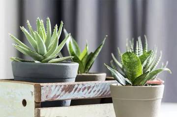 Tanaman Hias yang Cocok di Kamar Tidur