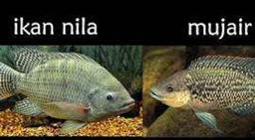 Ini Bedanya Ikan Nila dan Mujair