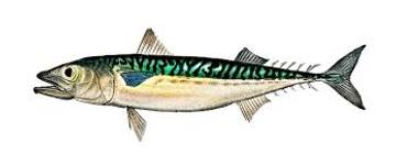 Pola Makan Sehat Berperan Penting Redakan Nyeri Sendi