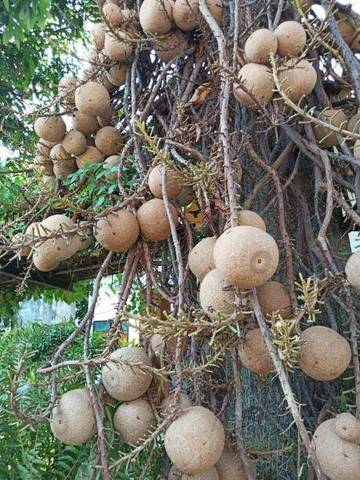 Kawista, Buah Tradisional dengan Kandungan Antioksidan Tinggi