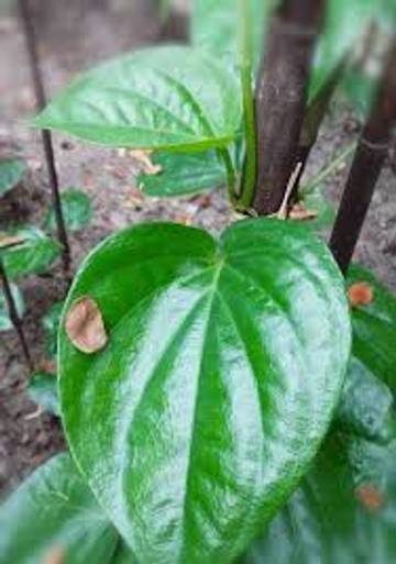 Daun Sirih, Tanaman Herbal Alami Kaya Antioksidan Antibakteri