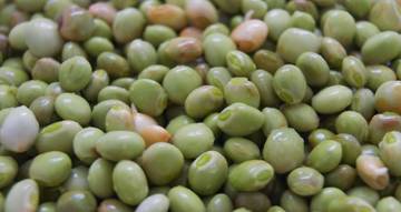 Kacang Gude: Pangan Tradisional Kaya Nutrisi 