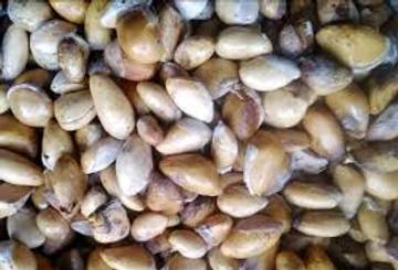 Manfaat Biji Durian Mulai Dilirik Sebagai Pendukung Kesehatan