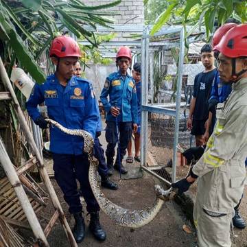 Damkarmat Lotim Lakukan Operasi Tangkap Ular di Suryawangi