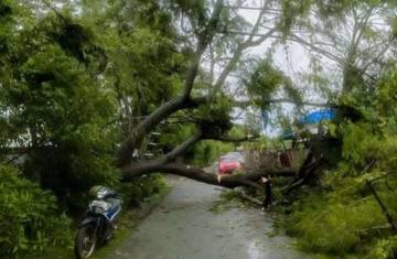 Pohon Tumbang Hingga Banjir Melanda Wilayah Bima