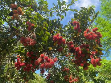 Rambutan Lombok, Buah Lokal Favorit Musim Panen