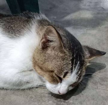 Kucing, Cara Manusia Belajar Tenang