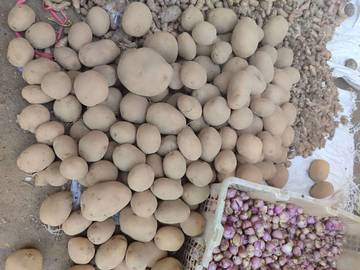 Cek Harga Kentang Di Pasar Wamanggu Merauke