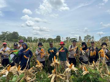 Panen Jagung Binaan Polisi Dukung Swasembada Pangan