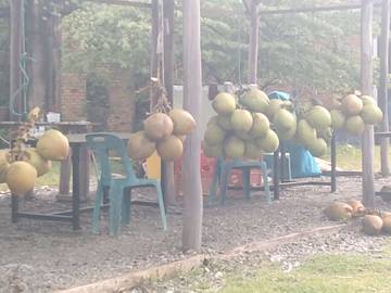 UMKM Kelapa Muda Meulaboh Terus Tumbuh Pesat