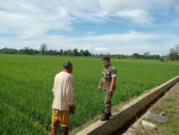 Babinsa Dan Petani Pantau perkembangan Tanaman Padi