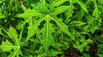 Manfaat Daun Pepaya Untuk Kesehatan Orang Dewasa