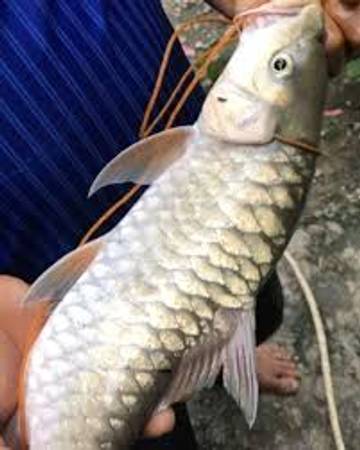 Khasiat Ikan Kerling Bagi Kesehatan Anak