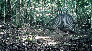 Kuau Raja, Satwa Langka Terekam di Hutan Kalimantan