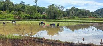 Kabupaten Nunukan Memiliki Lahan Baku Sawah Ribuan Hektar 
